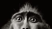Тим Флэк. Глаза обезьяны. 2004 | Tim Flach. Monkey Eyes. 2004